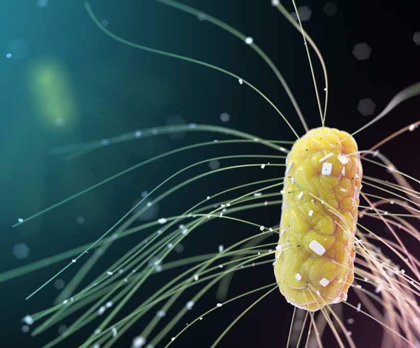 E. coli infection: Symptoms, causes, and treatment