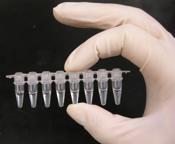 585px-PCR_tubes