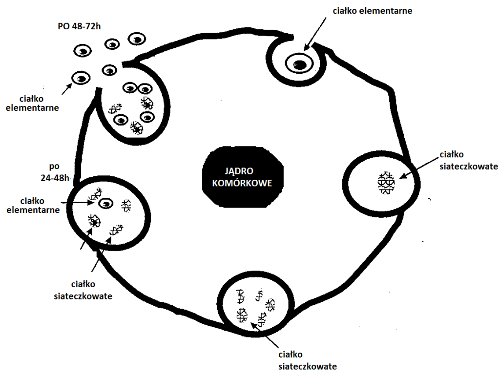 chlamydia bakteria