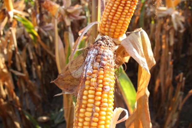 Skażeniu mikotoksynami ziarno kukurydzy często ulega już na polu (fot. Anna Kobus) farmer.pl